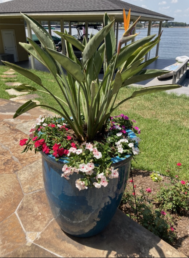 Blue pot with bird of paradise and red/pink petunias on a stone patio by water.
