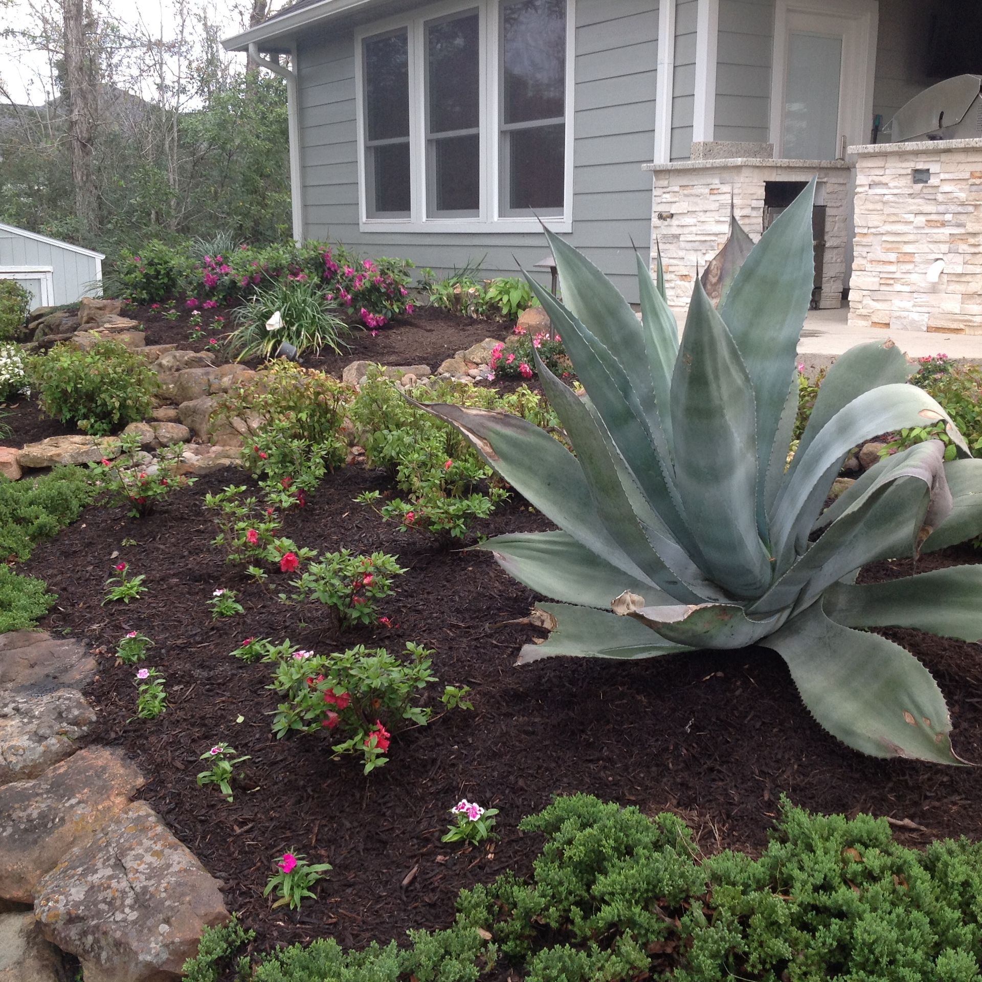 A landscaped front yard with a large agave plant, various flowers, and a gray house.