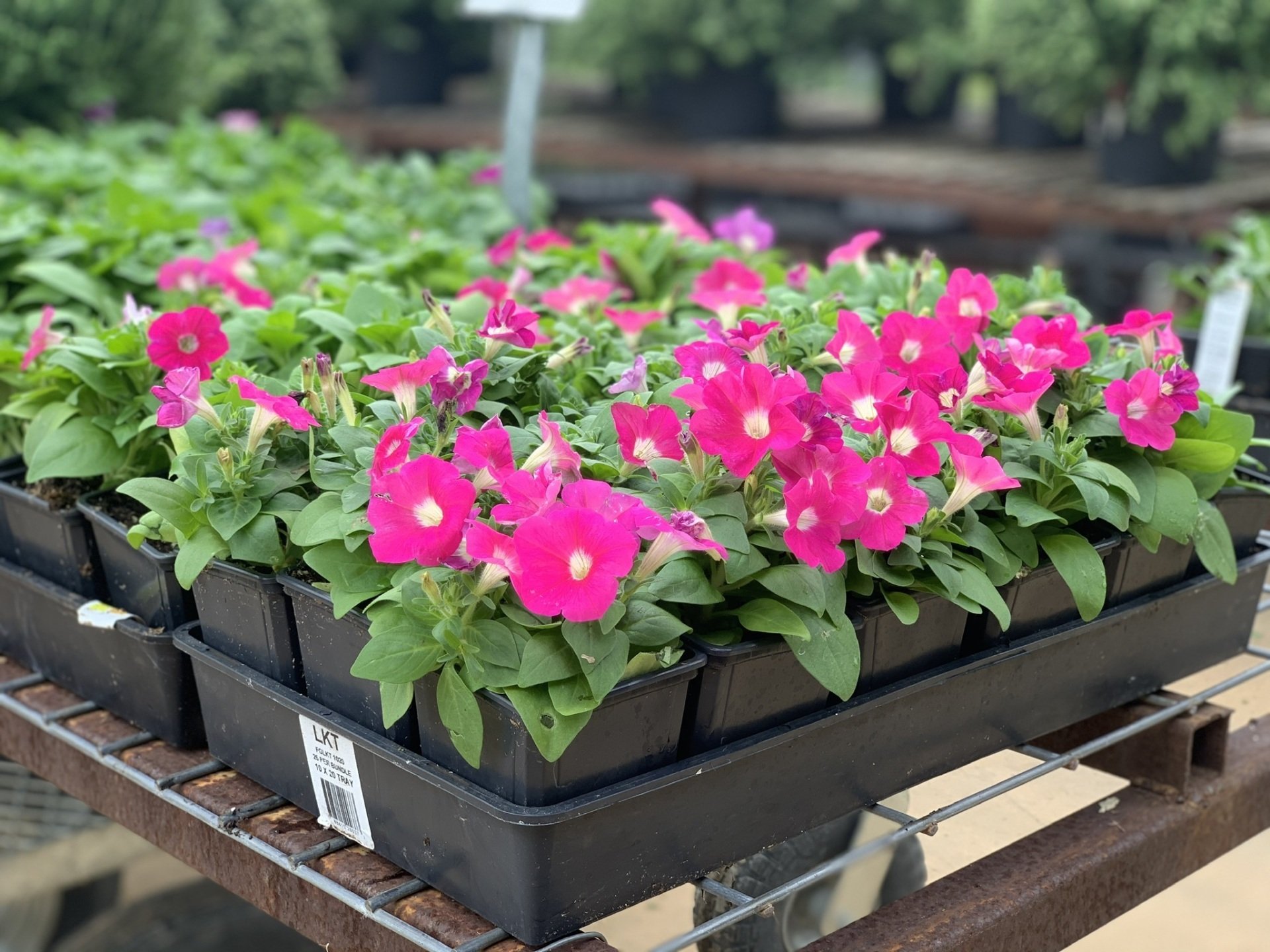 Meador's Garden Center & Landscaping Nursery Denton, TX