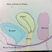 Pelvic Organ Prolapse