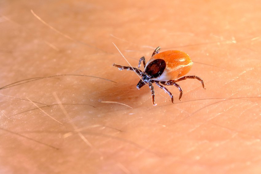 Holt's Pest Control Termite Control Athens, AL