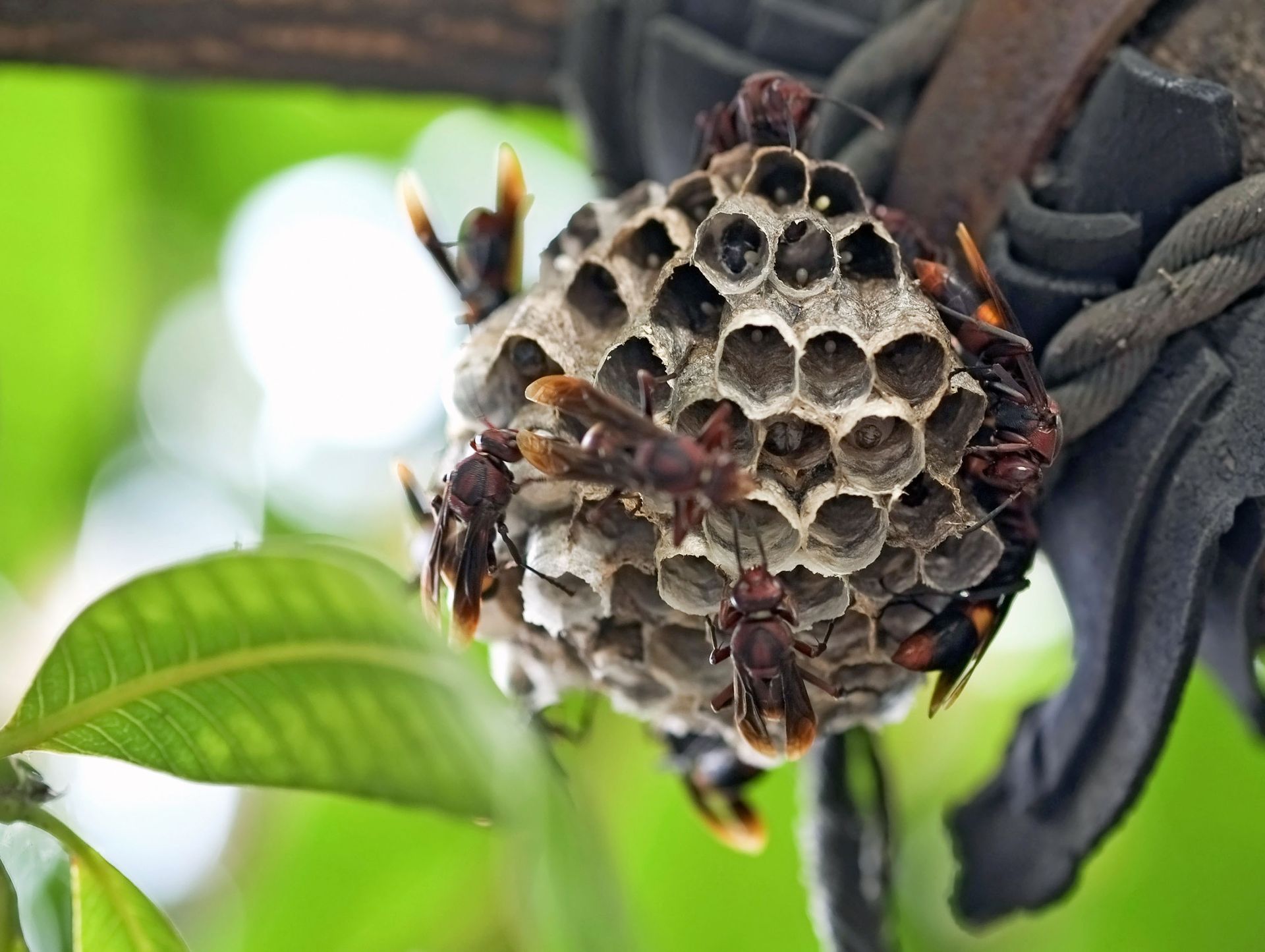 Pest Management Cumming, GA | Lanier Exterminating Service