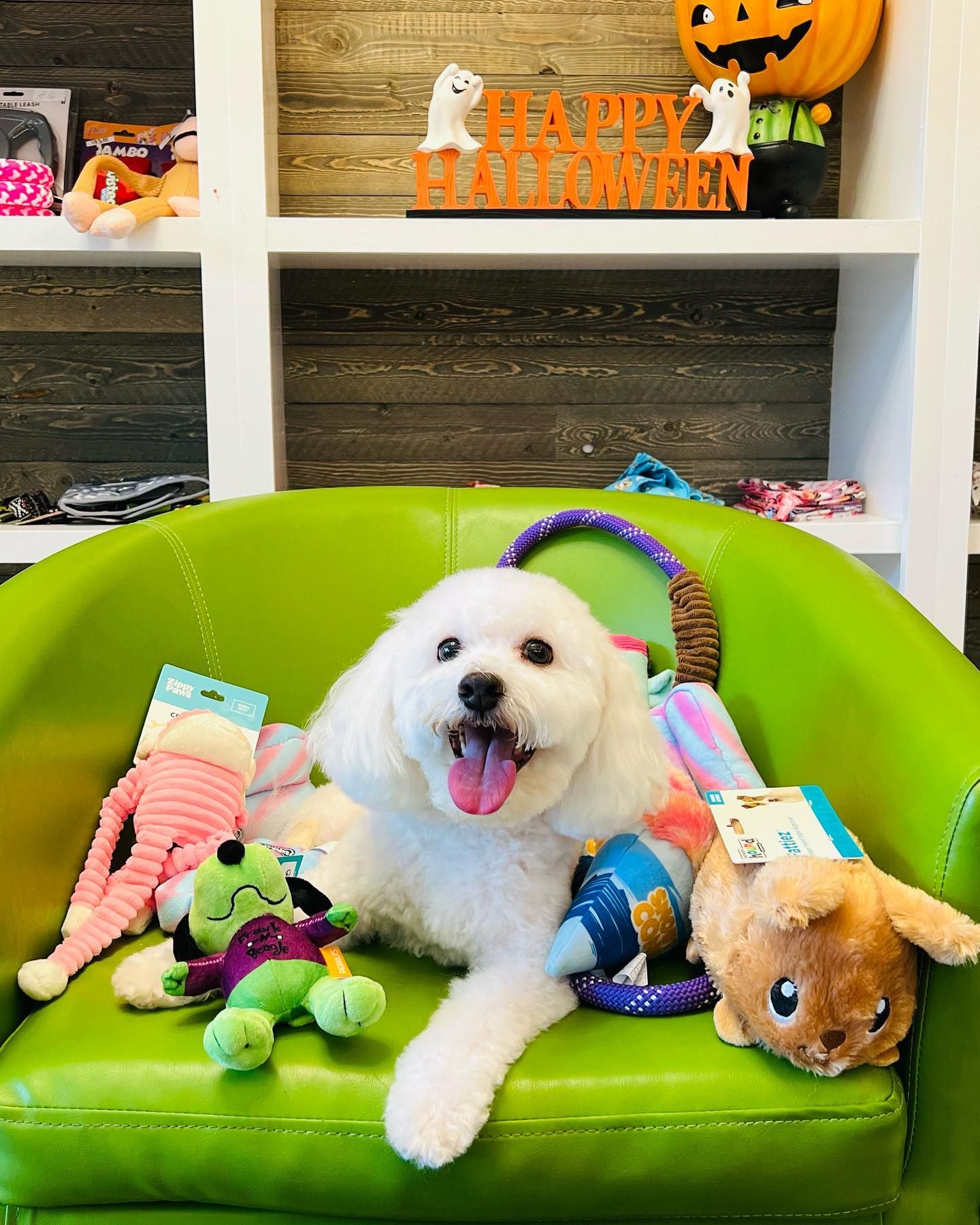 Pampering Your Pet With Expertise Discover The Petco Grooming Advantage - ug4ouoq