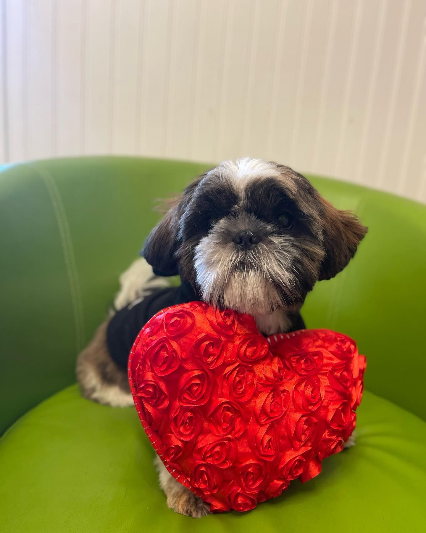 Pampering Your Pet With Expertise Discover The Petco Grooming Advantage - 4jg4ai9
