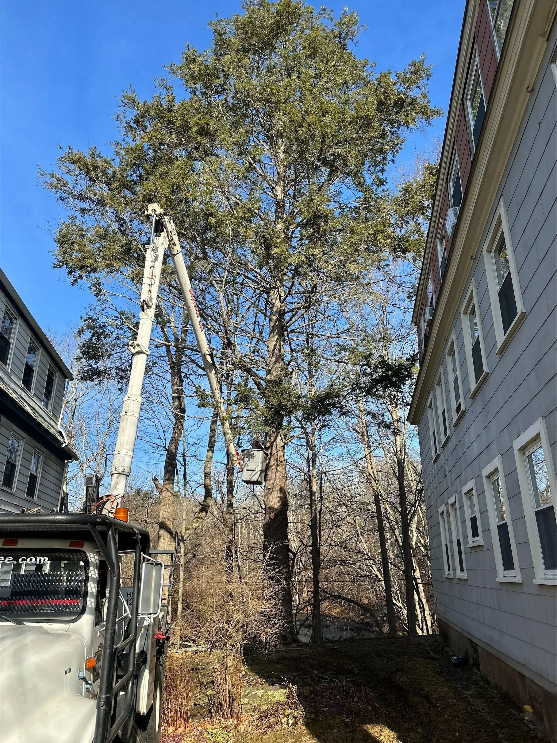 SkyHook Tree Gallery | Worcester, MA