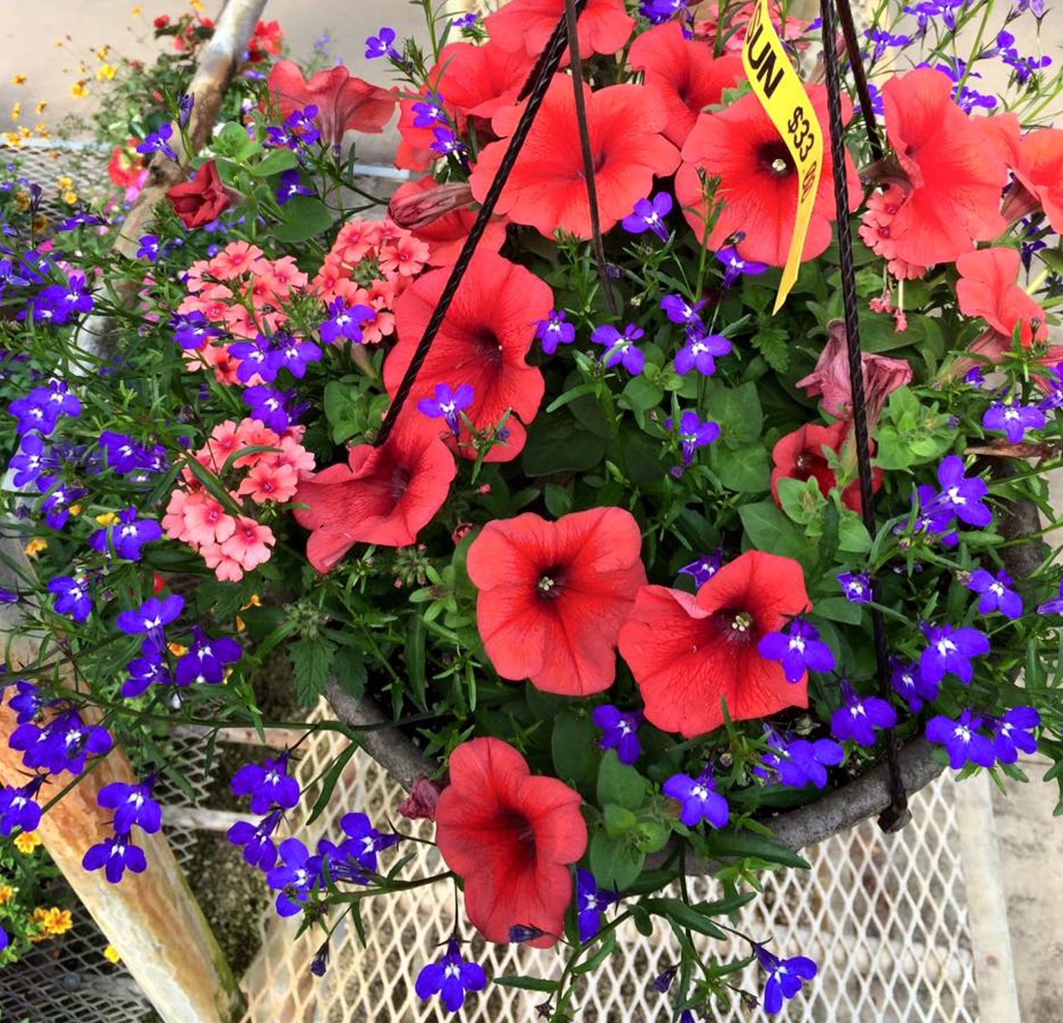 Greenhouse Hartman's Towne & Country Greenhouse Manitowoc WI