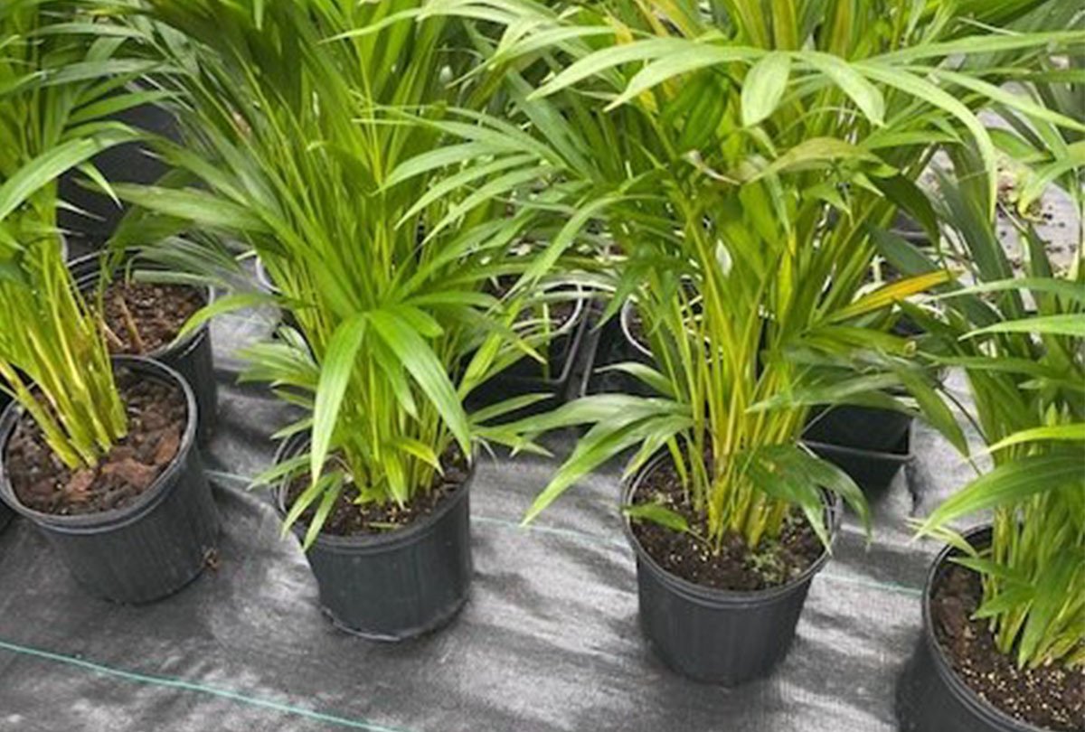 Tree and Plant Sales Sunrise Nursery LLC Kailua Kona, HI