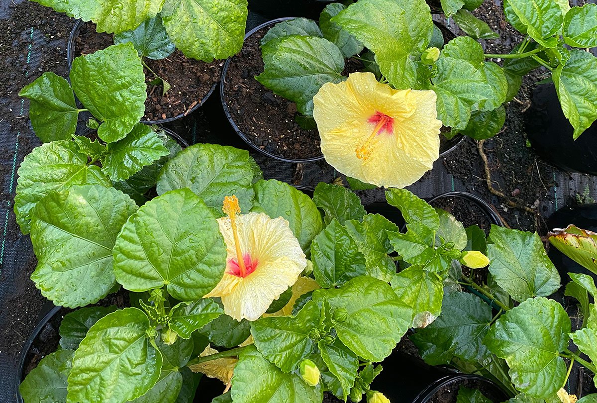 Tree and Plant Sales Sunrise Nursery LLC Kailua Kona, HI