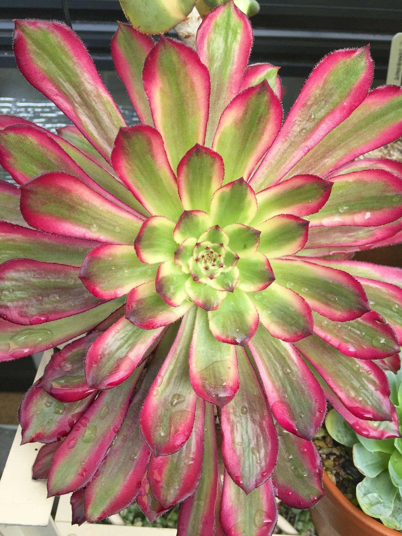 Tree and Plant Sales Sunrise Nursery LLC Kailua Kona, HI