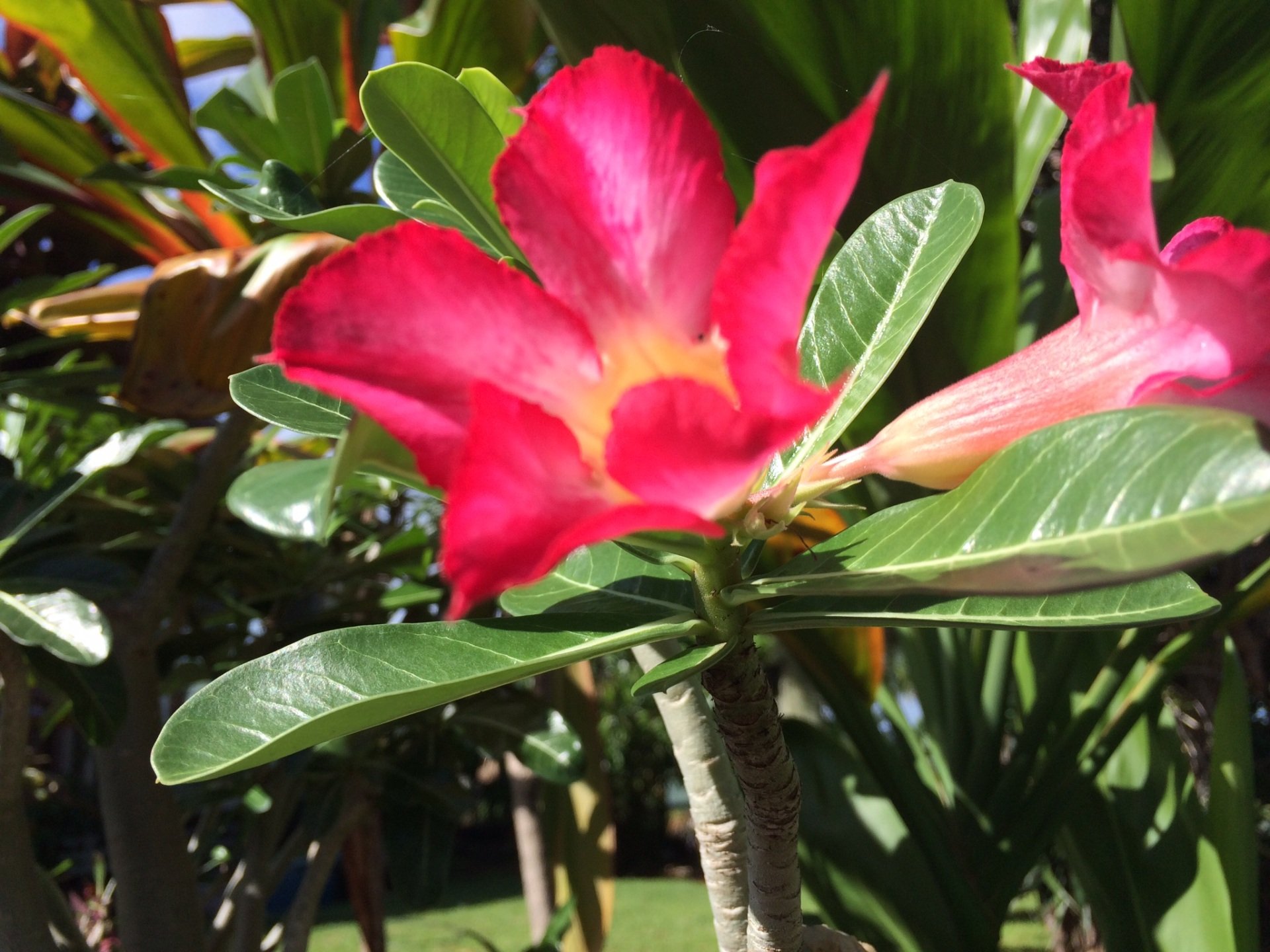 Tree and Plant Sales Sunrise Nursery LLC Kailua Kona, HI