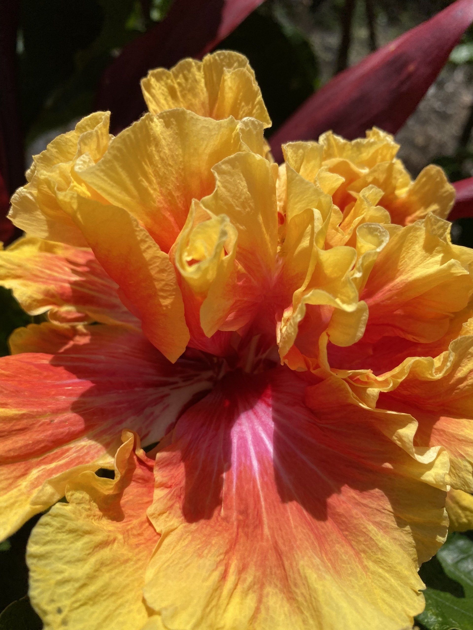 Tree and Plant Sales Sunrise Nursery LLC Kailua Kona, HI