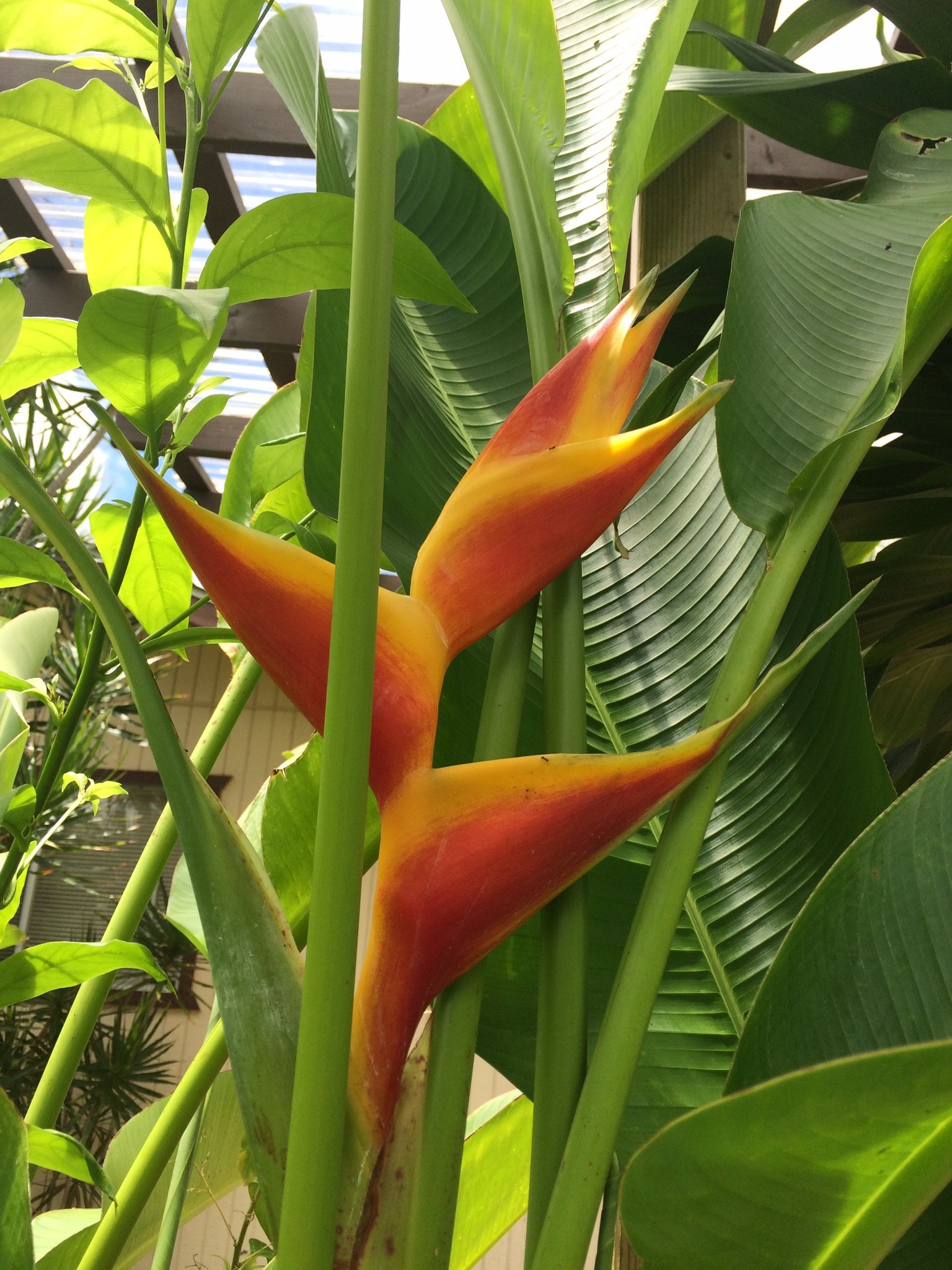 Tree and Plant Sales Sunrise Nursery LLC Kailua Kona, HI