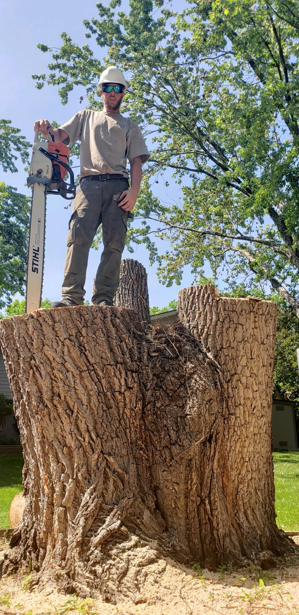Tree Trimming Tree Removal Stillwater, MN