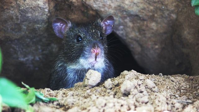 Rodent Control Crofton, MD | Trappro Humane Wildlife Removal