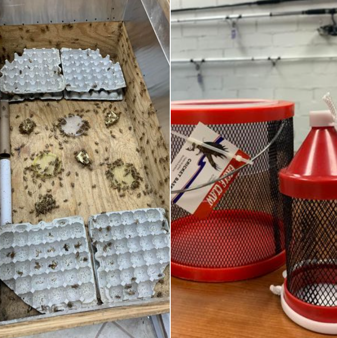 Live Bait Franklin, VA