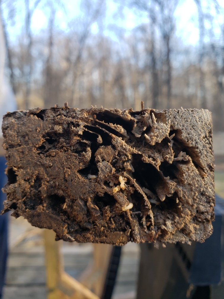 Termites Pest Control Terre Haute, IN