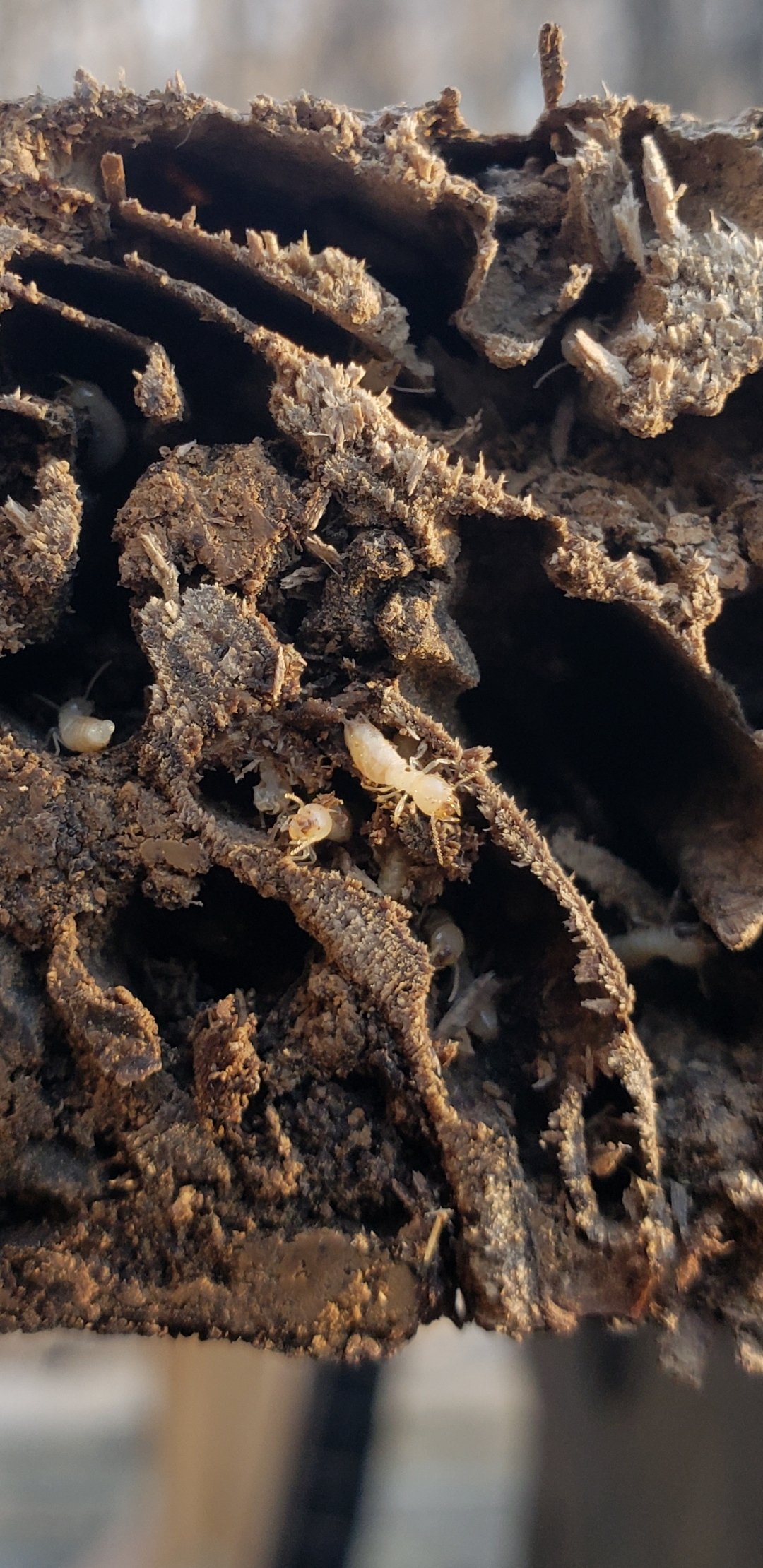 Termites Pest Control Terre Haute, IN