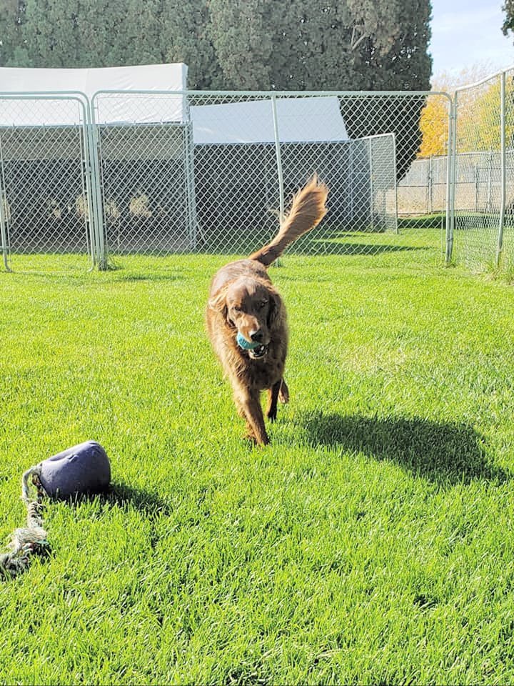 Gem Crest Kennels Photo Gallery Boise, ID