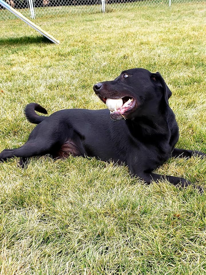 Gem Crest Kennels Photo Gallery Boise, ID