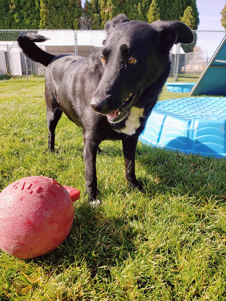 Gem Crest Kennels Photo Gallery Boise, ID