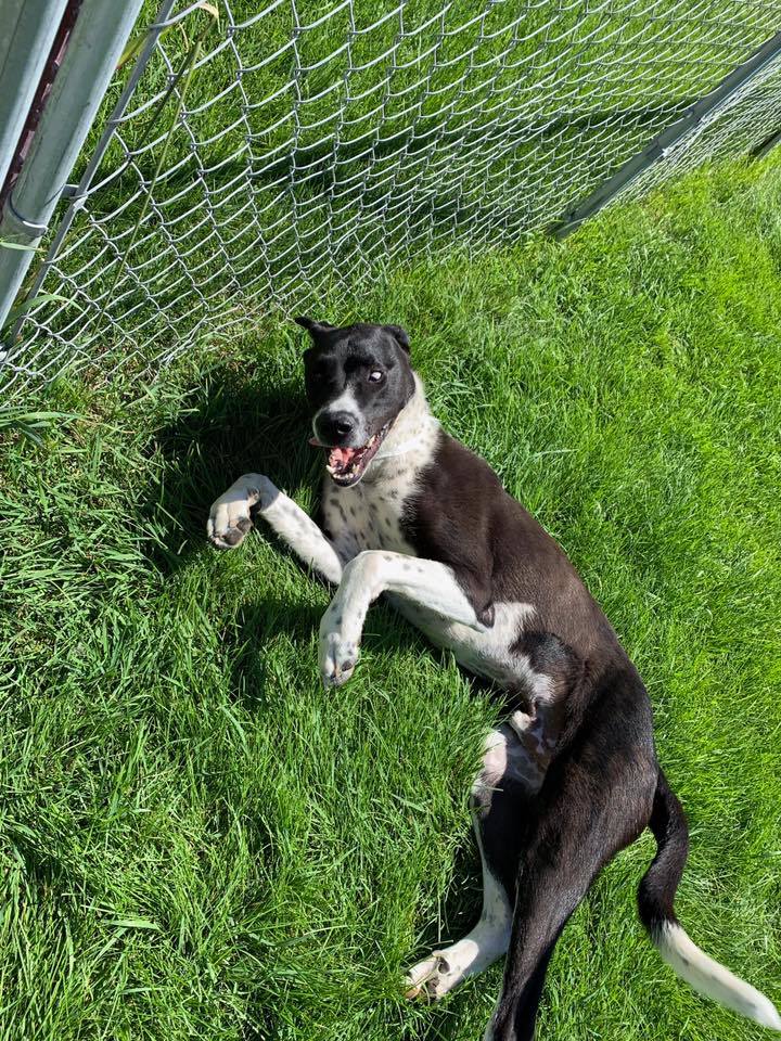 Gem Crest Kennels Photo Gallery Boise, ID