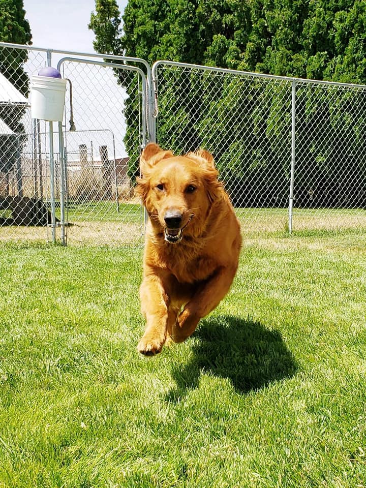 Gem Crest Kennels Photo Gallery Boise, ID