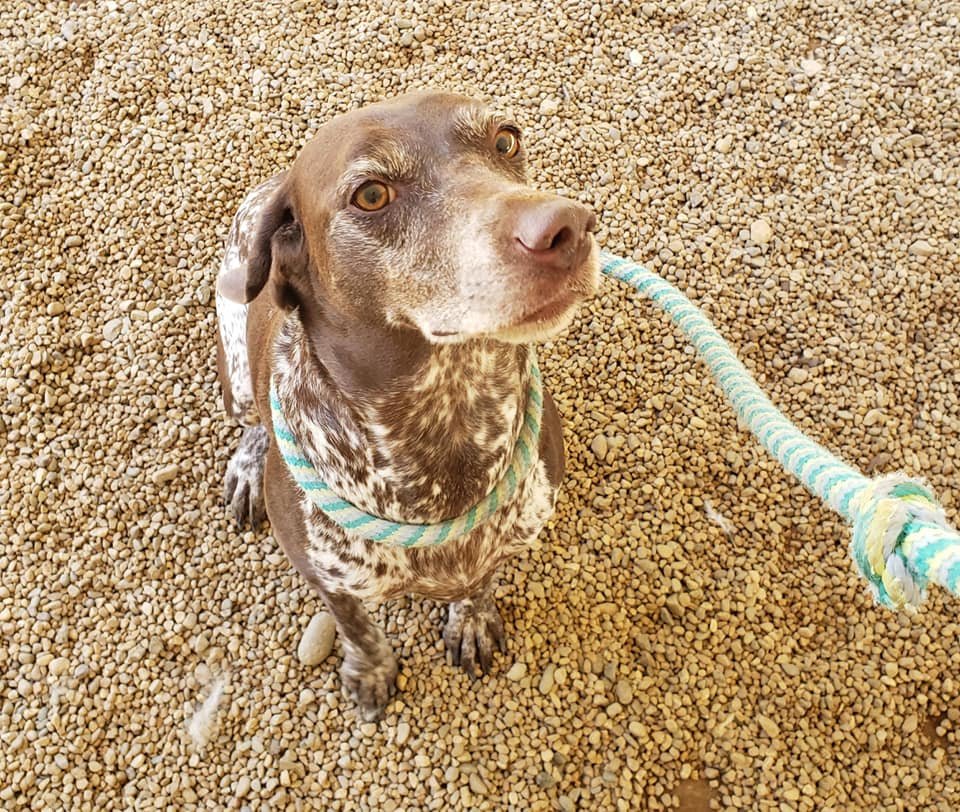 Gem Crest Kennels Photo Gallery Boise, ID