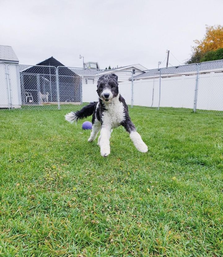 Gem Crest Kennels Photo Gallery Boise, ID