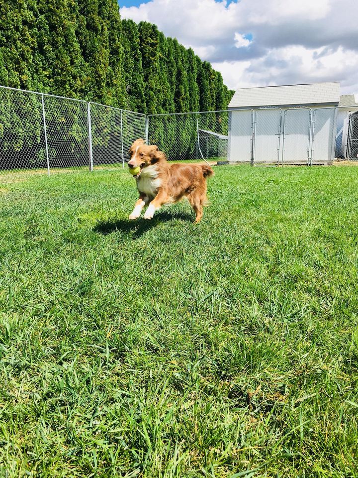 Gem Crest Kennels Photo Gallery Boise, ID