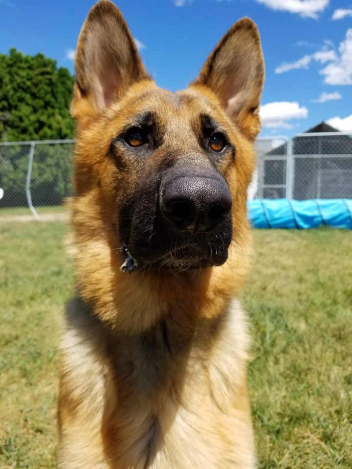 Gem Crest Kennels Photo Gallery Boise, ID