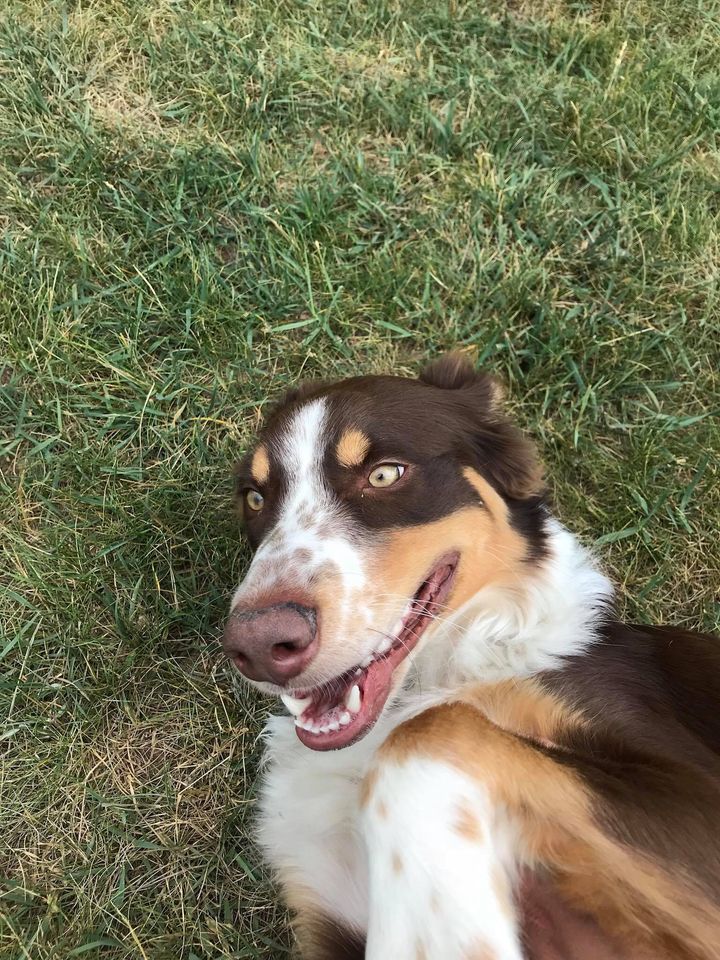 Gem Crest Kennels Photo Gallery Boise, ID