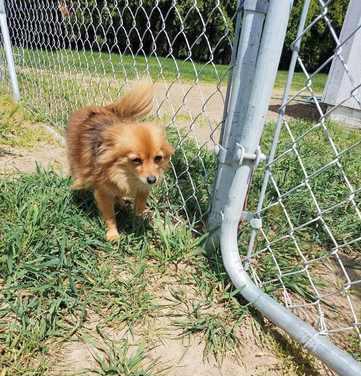 Gem Crest Kennels Photo Gallery Boise, ID