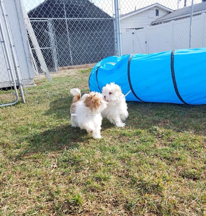 Gem Crest Kennels Photo Gallery Boise, ID