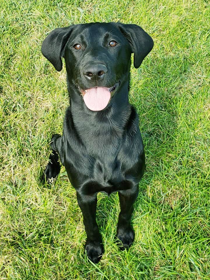 Gem Crest Kennels Pet Grooming Boise, ID