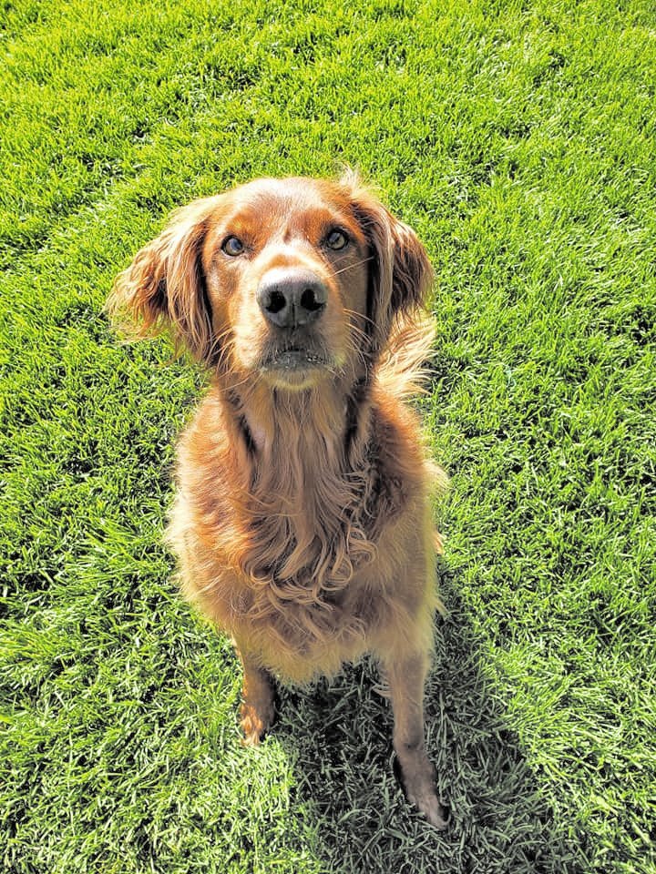 Gem Crest Kennels Pet Grooming Boise, ID