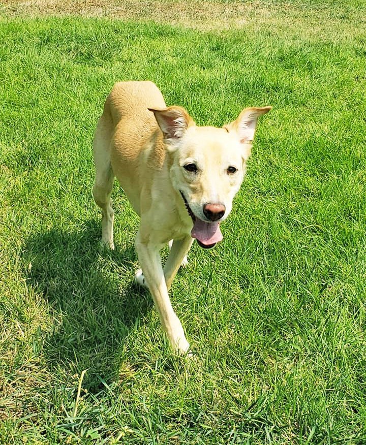 Gem Crest Kennels Pet Grooming Boise, ID