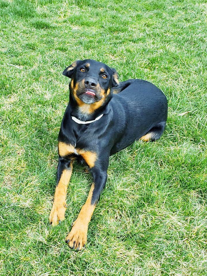 Gem Crest Kennels Pet Grooming Boise, ID