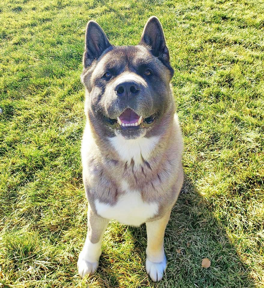 Gem Crest Kennels Pet Grooming Boise, ID