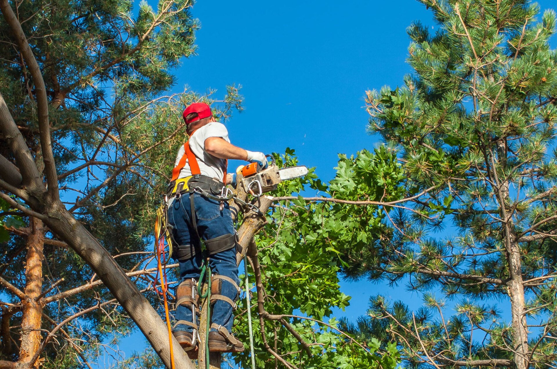 Best Lawn Care Service Boise, ID D's Lucky Lawn Care LLC