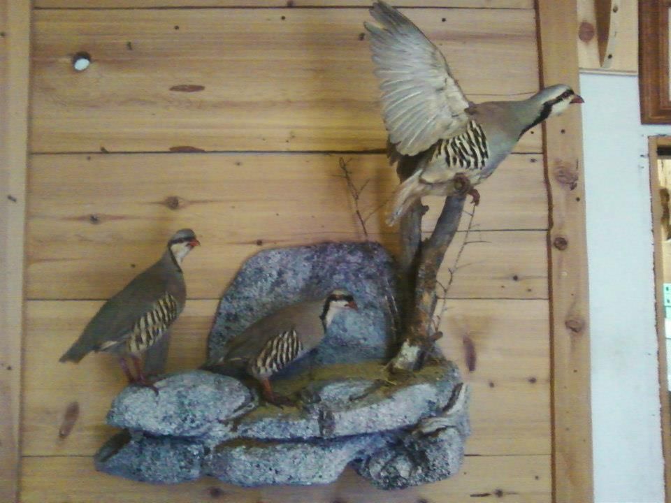 LifeSize Mounts Taxidermy Riverside, CA