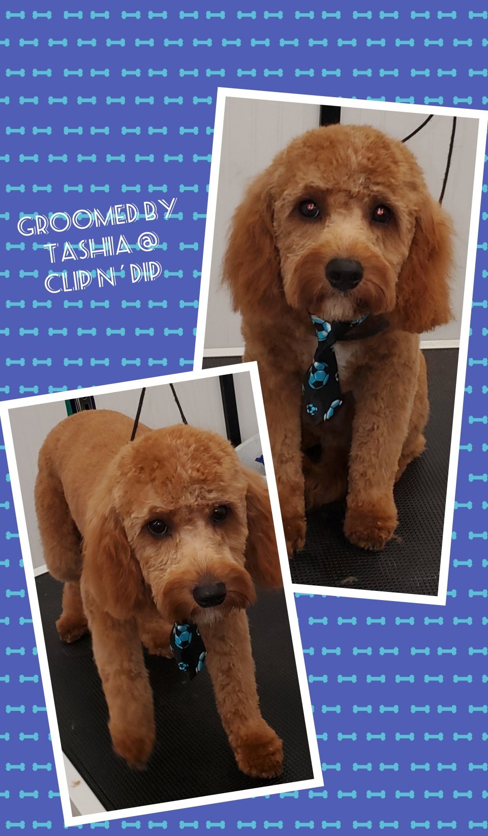 Clip N' Dip Pet Grooming Photo Gallery Kennesaw, GA