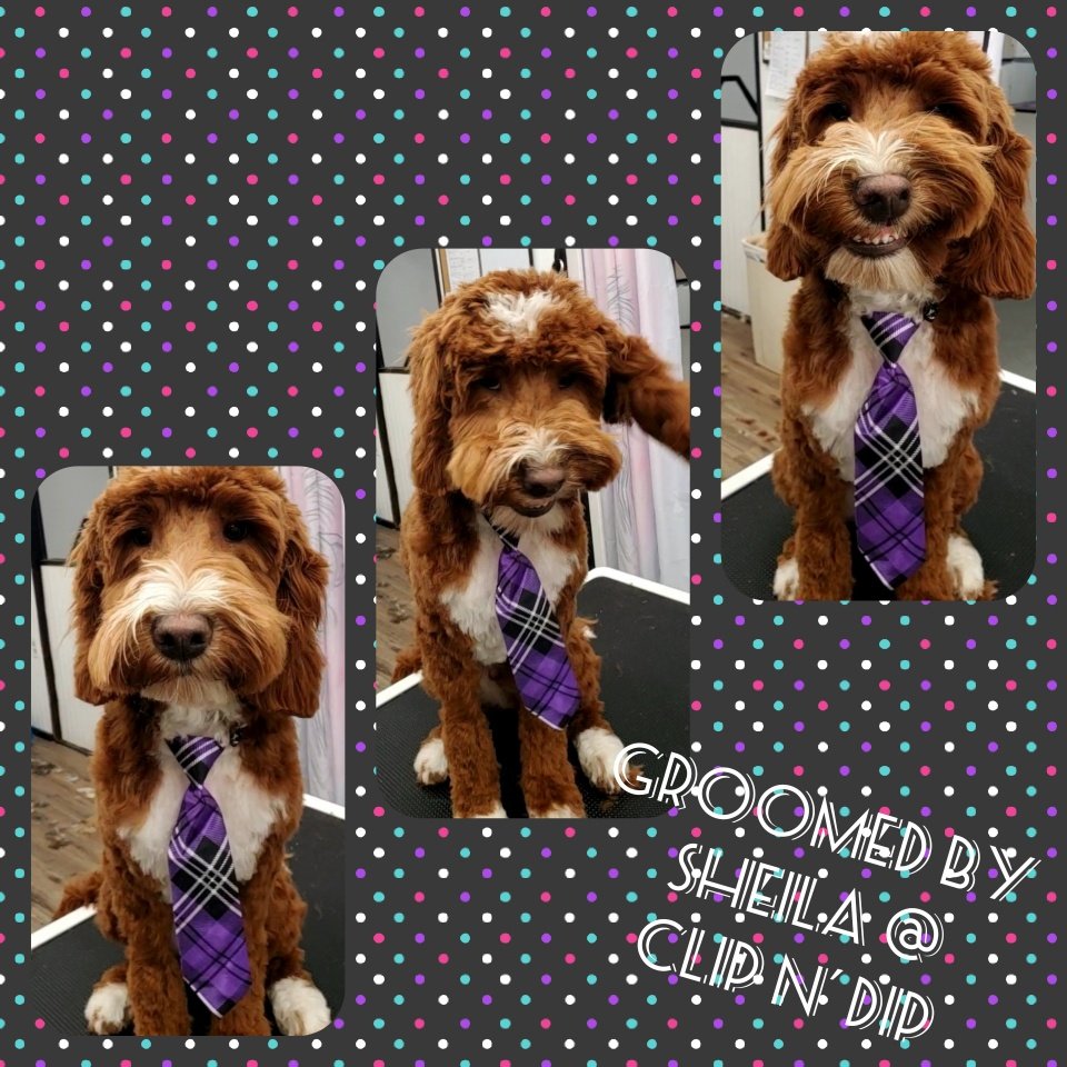 Clip N' Dip Pet Grooming Photo Gallery Kennesaw, GA