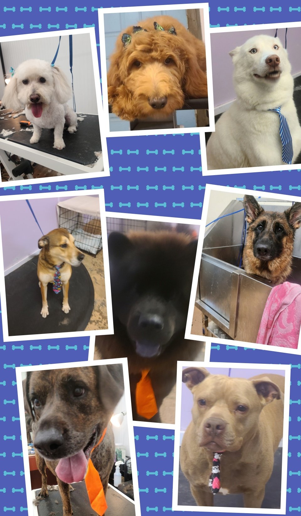 Clip N' Dip Pet Grooming Photo Gallery Kennesaw, GA