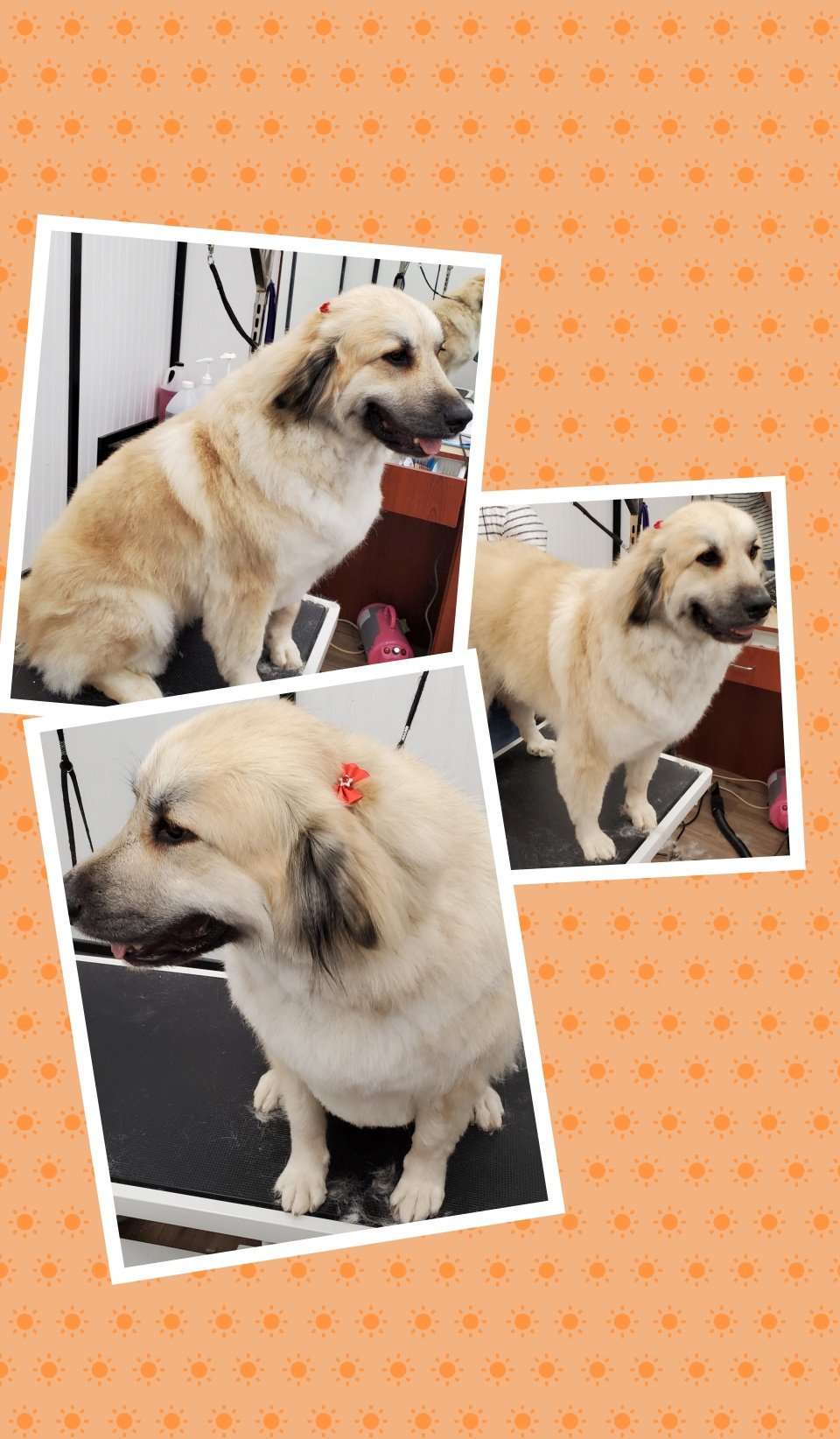 Clip N' Dip Pet Grooming Photo Gallery Kennesaw, GA
