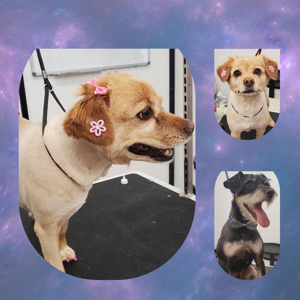 Clip N' Dip Pet Grooming Photo Gallery Kennesaw, GA