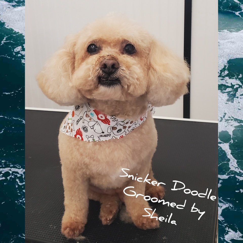 Clip N' Dip Pet Grooming Photo Gallery Kennesaw, GA