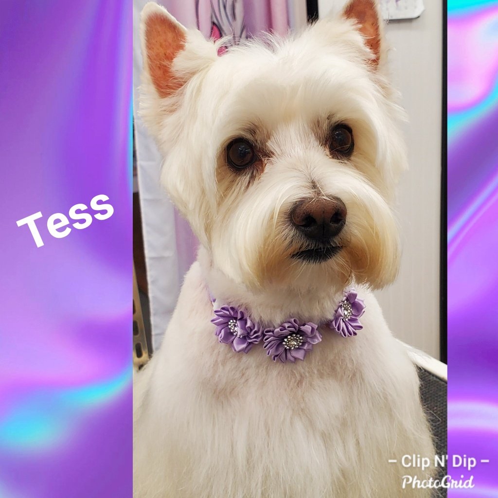 Clip N' Dip Pet Grooming Photo Gallery Kennesaw, GA