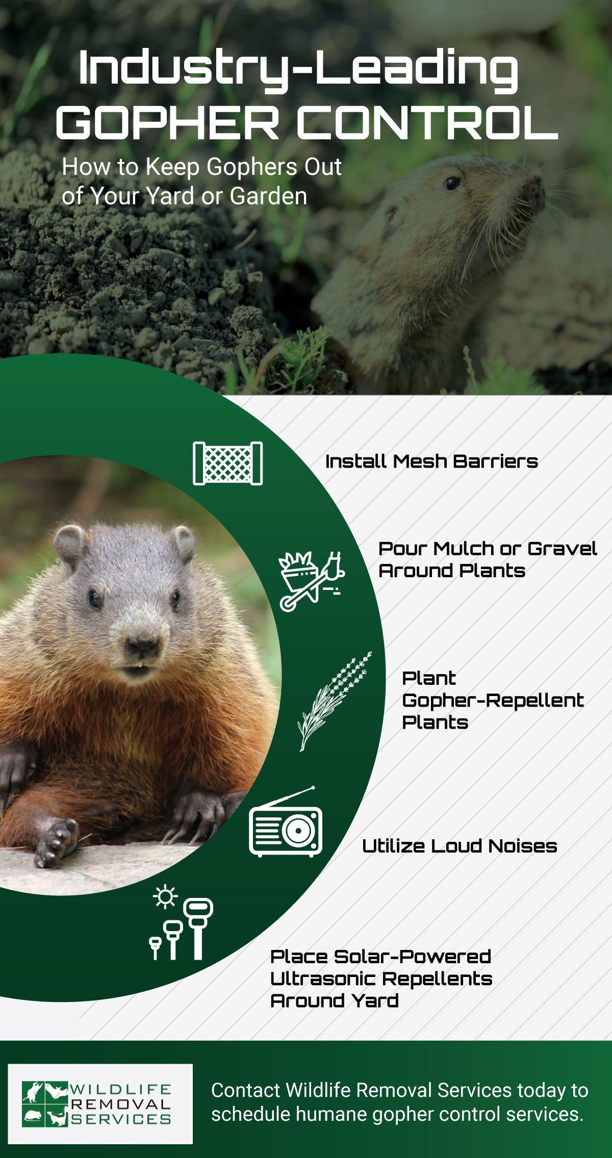 Gopher Removal | Wildlife Removal Services | San Diego CA