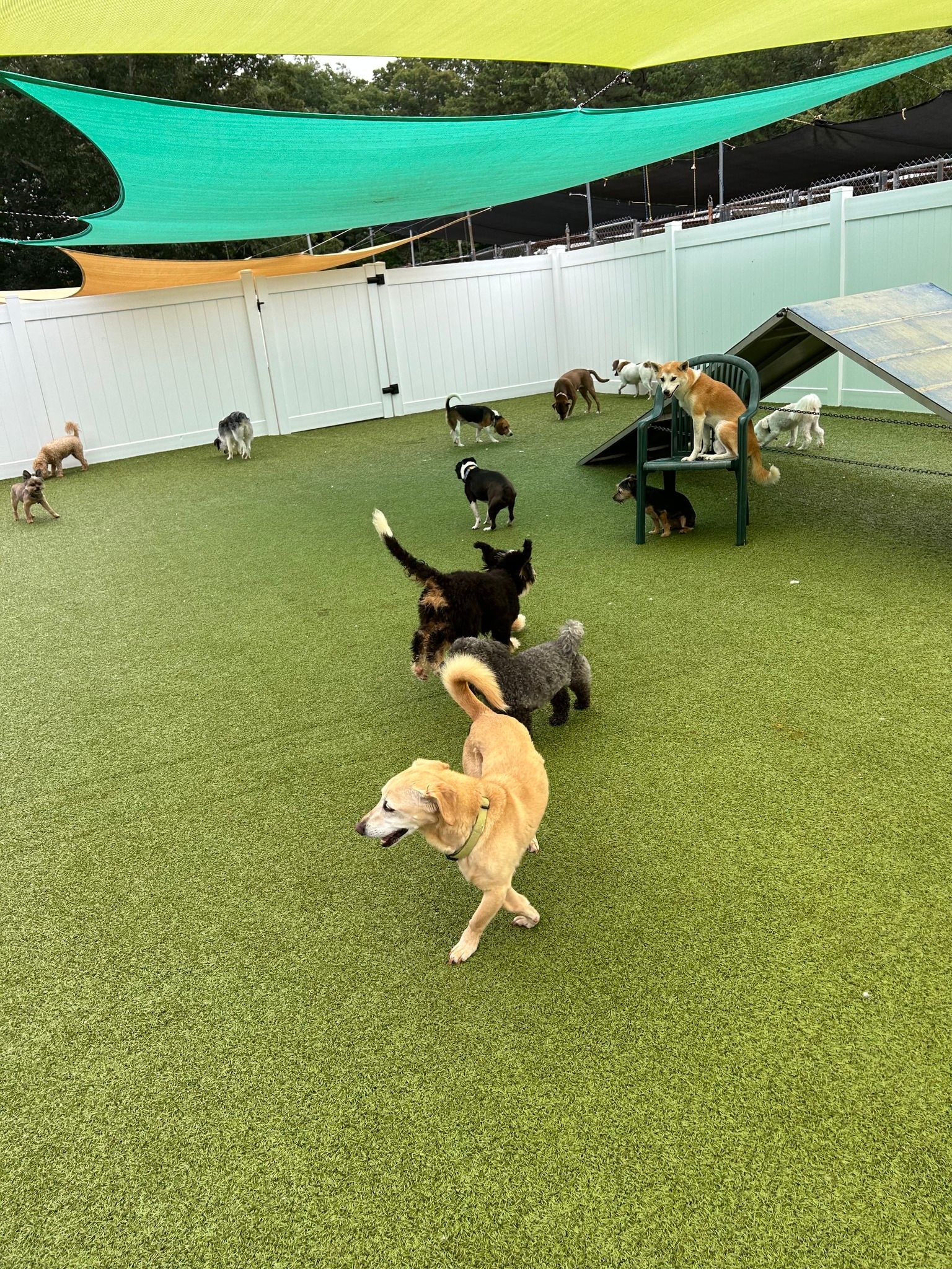 All Seasons Pet Resort Photo Gallery Freehold, NJ