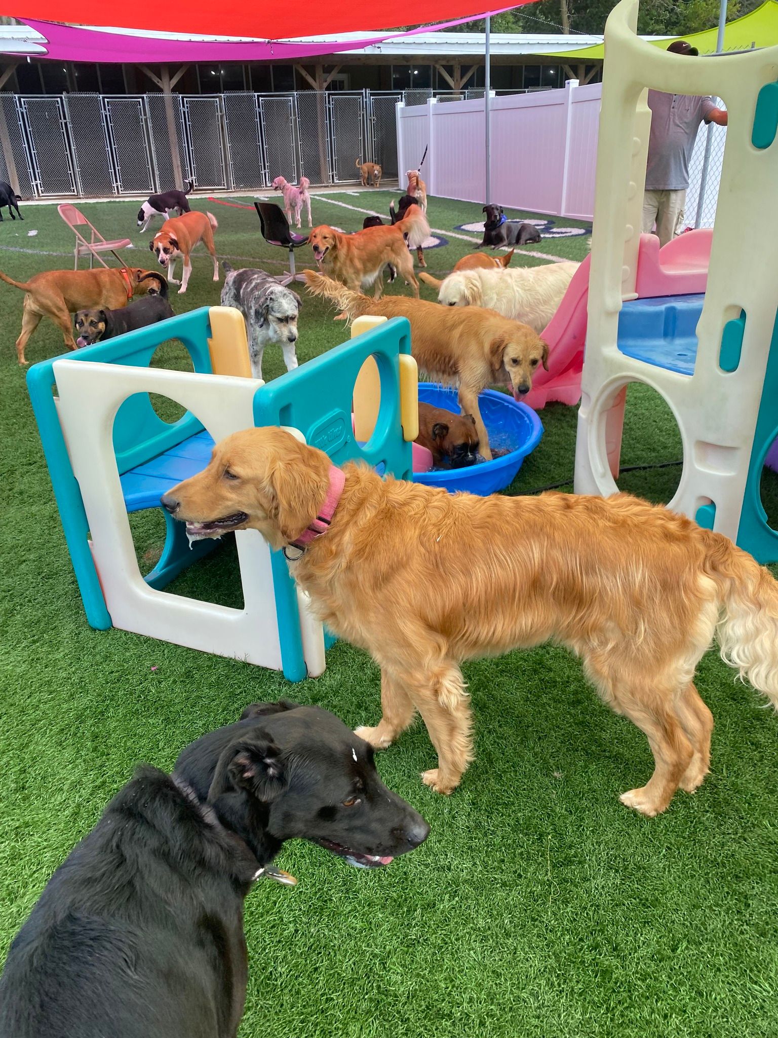 All Seasons Pet Resort Photo Gallery Freehold, NJ